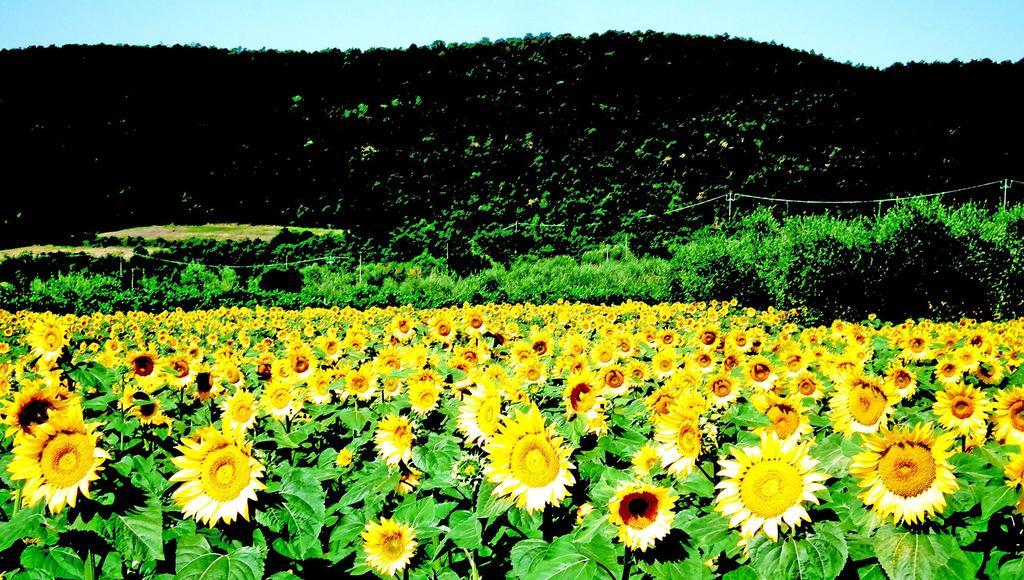 Azienda Agrituristica I Tre Casali Magione Ngoại thất bức ảnh